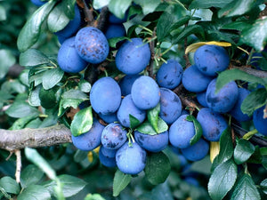 Damson & Black Pepper