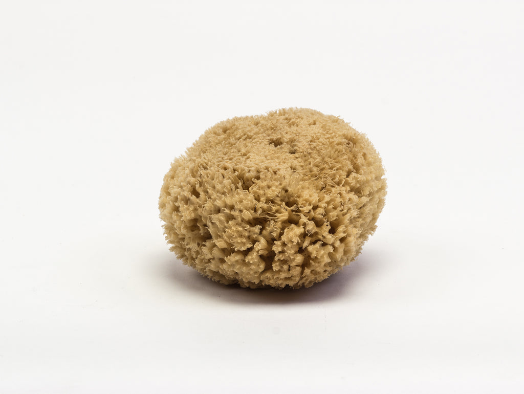 Fredericks & Mae Sea Sponge - Thumbnail 3